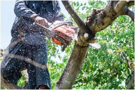 tree services Hartsville